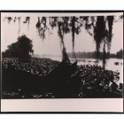 Black-and-white photograph of Bayou Boeuf taken by Fonville Winans in 1941. The image shows still water bordered by dense vegetation and water hyacinths, with Spanish moss hanging from trees in the foreground.