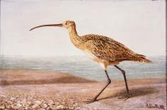 Long-Billed Curlew or Corbigeau. Achille Peretti. Oil on canvas, 21 15/16 x 29 1/2 inches Signed, lower right. "A Perelli, N.O.” Louisiana State Museum 12480.
