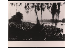 Black-and-white photograph of Bayou Boeuf taken by Fonville Winans in 1941. The image shows still water bordered by dense vegetation and water hyacinths, with Spanish moss hanging from trees in the foreground.