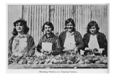 Black-and-white archival photograph of four women shucking oysters at a canning factory, standing behind a large table piled with oyster shells. A printed caption below reads, “Shucking Oysters at a Canning Factory.”