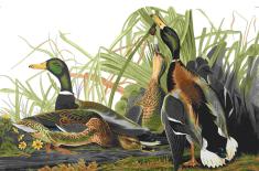 John James Audubon illustration of several mallard ducks gathered among tall marsh grasses and yellow wildflowers. The vividly detailed birds display green, brown, black, gray, and white plumage, with some feeding or resting and others standing upright.