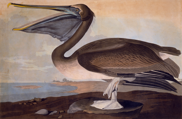 Brown Pelican. Plate 171, John James Audubon’s Birds of America, 1833. Louisiana State Museum 01770.171. Brown Pelican. Plate 171, John James Audubon’s Birds of America, 1833. Louisiana State Museum 01770.171.