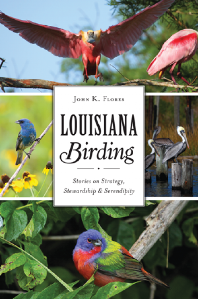 Louisiana Birding at Lunchtime Lagniappe Louisiana Birding at Lunchtime Lagniappe