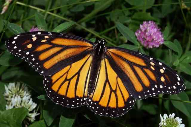 Monarch Butterfly Monarch Butterfly