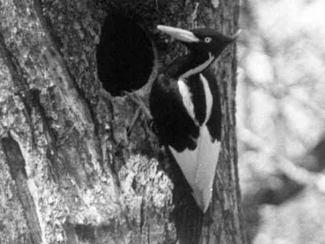 Louisiana's Greatest Wildlife Mystery Louisiana's Greatest Wildlife Mystery