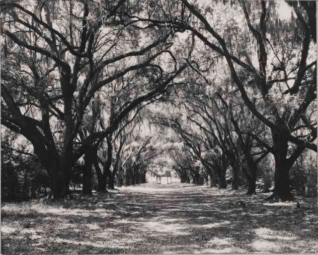 The Plantation Photographs of Robert Tebbs The Plantation Photographs of Robert Tebbs