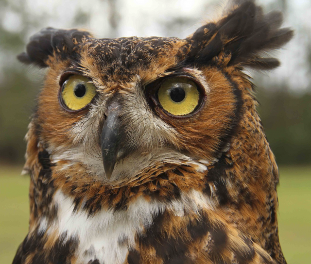 Louisiana's Raptors: Their Role in the Natural World Louisiana's Raptors: Their Role in the Natural World