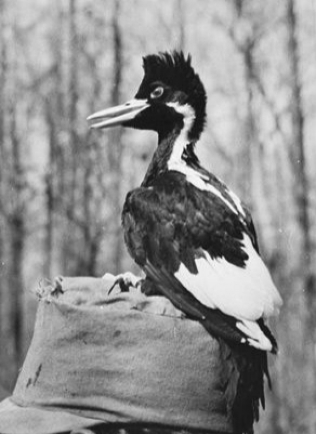 The GOOD News about America's Most Interesting Bird: the Ivory-Billed Woodpecker The GOOD News about America's Most Interesting Bird: the Ivory-Billed Woodpecker