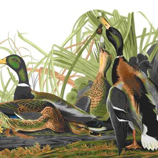 John James Audubon illustration of several mallard ducks gathered among tall marsh grasses and yellow wildflowers. The vividly detailed birds display green, brown, black, gray, and white plumage, with some feeding or resting and others standing upright.